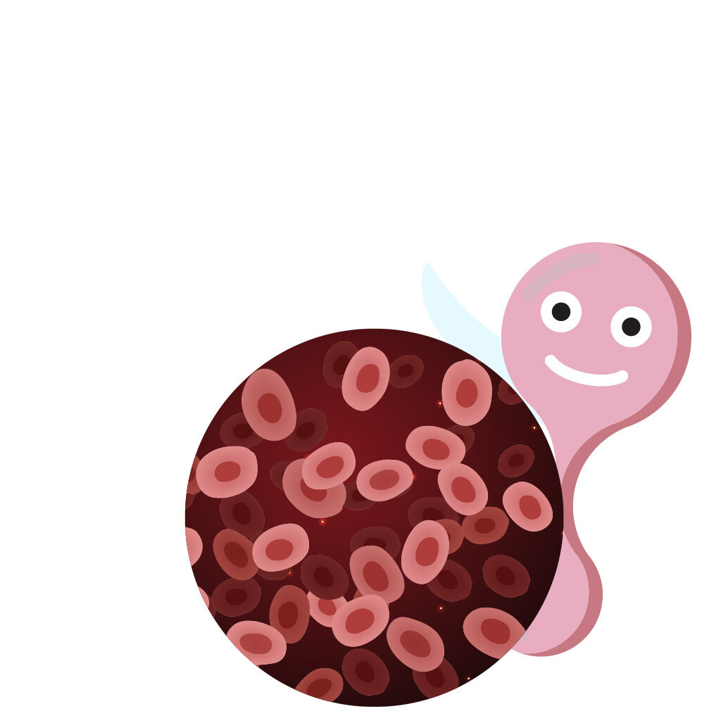 解澱粉芽孢桿菌(Bacillus amyloliquefaciens)