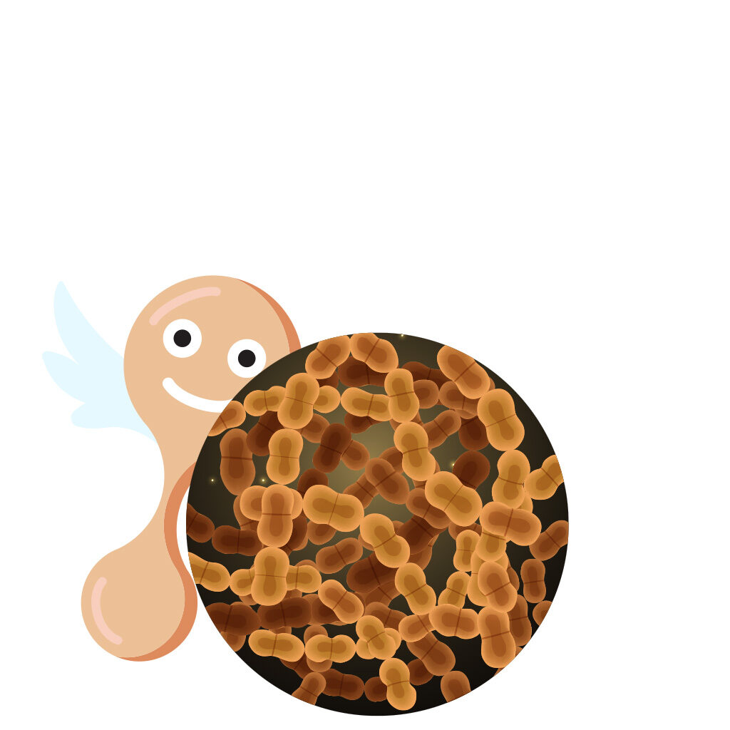 巨大芽孢杆菌(Bacillus megaterium)